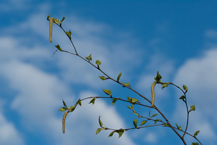 Birch branch with catkins and sky