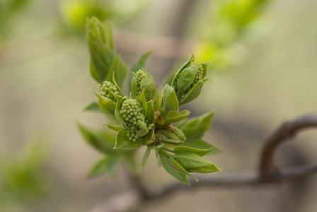 Green Lilac buds