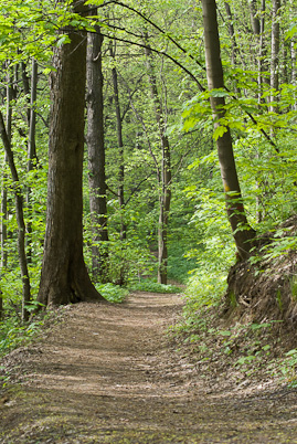 Walk path in forest