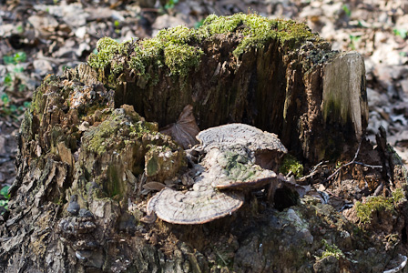 Rotten stump, moss and polypore mushroom
