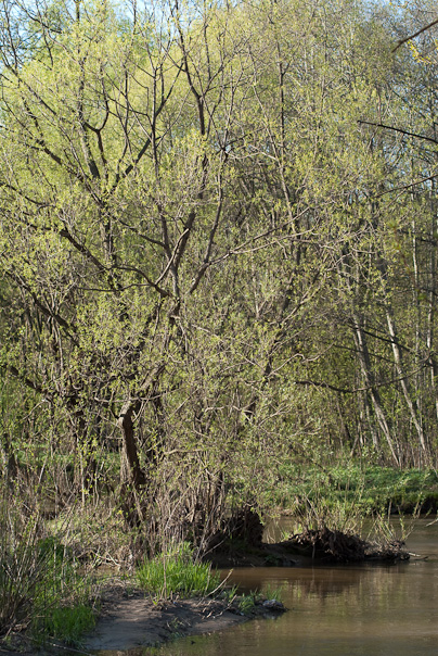 Spring willow on the river bank
